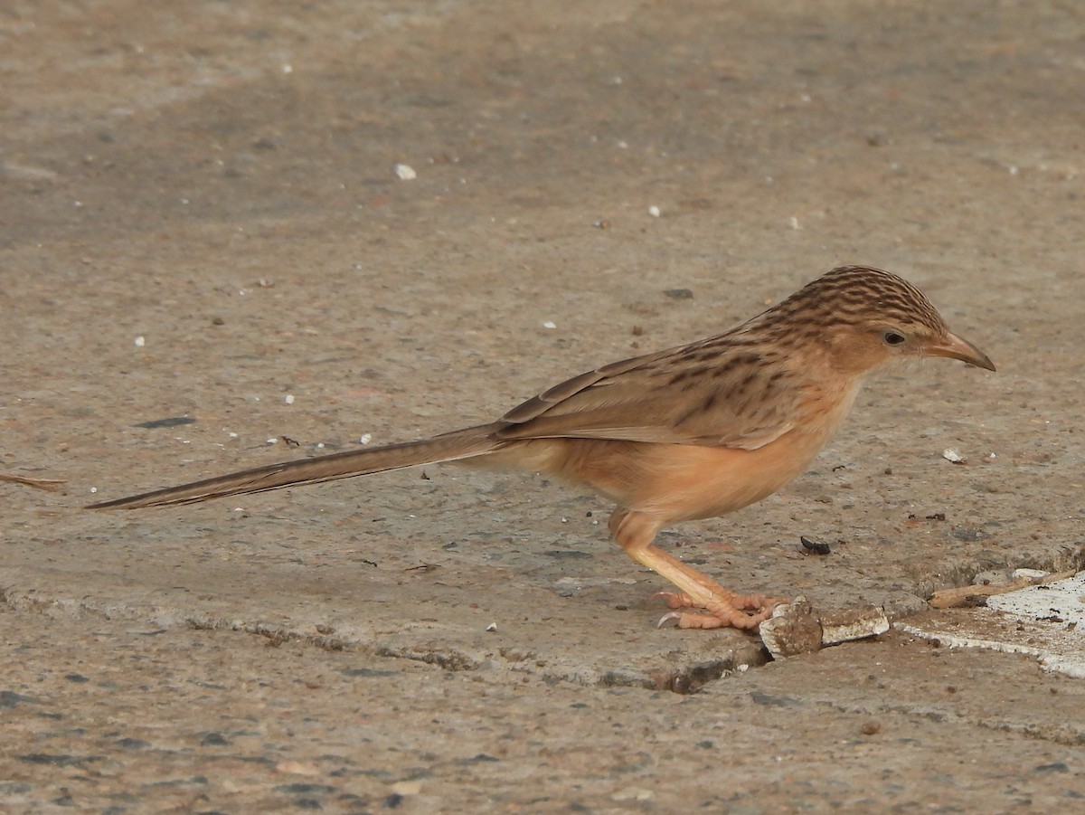 Common Babbler - Prof Chandan Singh Dalawat