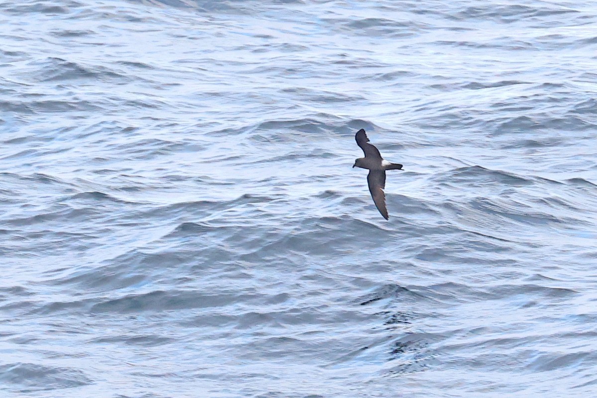 Band-rumped Storm-Petrel (Darwin's) - ML620825605