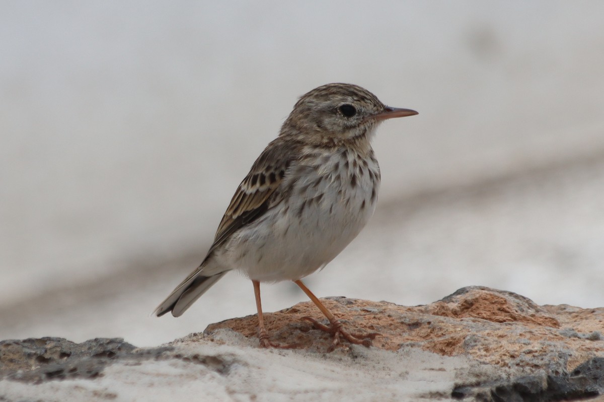 Berthelot's Pipit - ML620825606