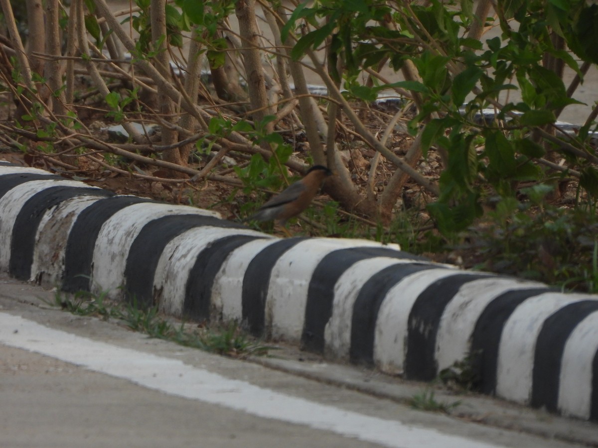 Brahminy Starling - ML620825608