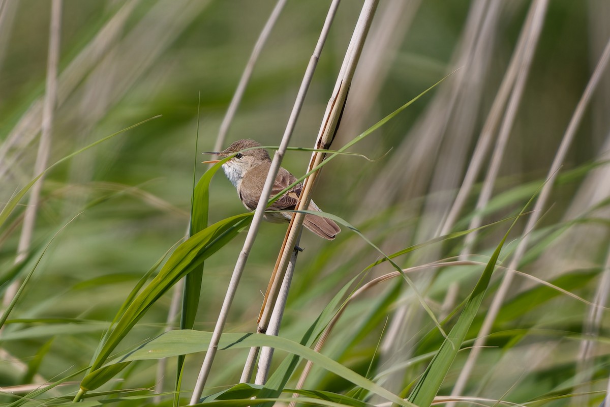 Common Reed Warbler - ML620825618
