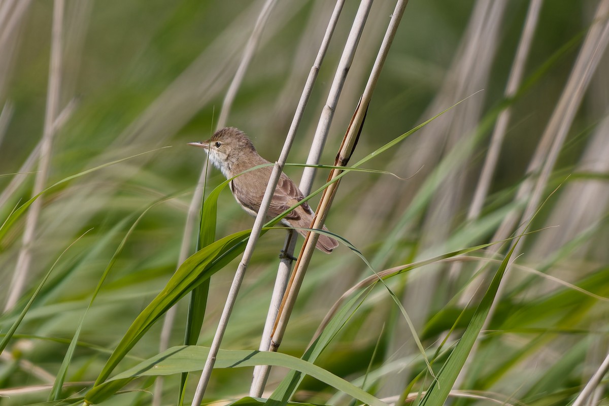 Common Reed Warbler - ML620825619