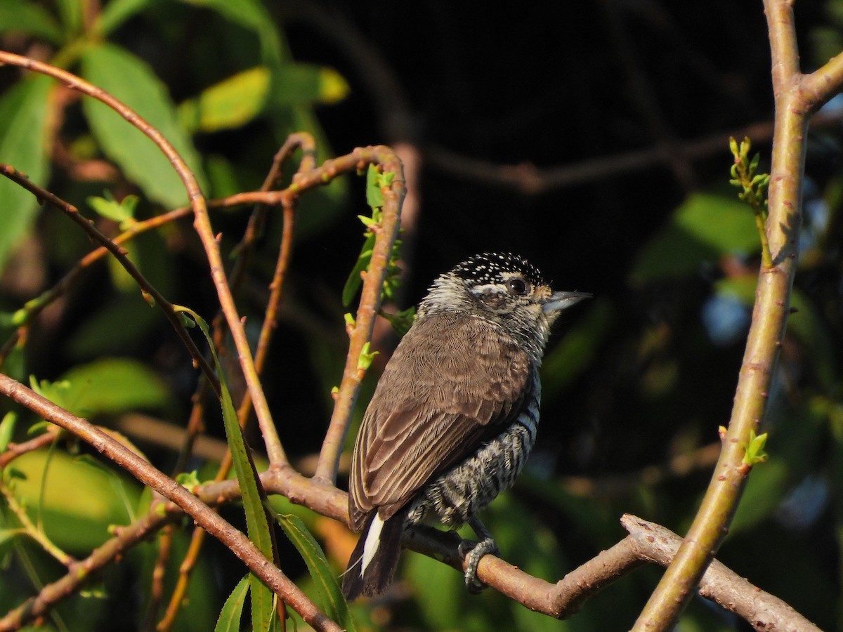 White-barred Piculet - ML620825620