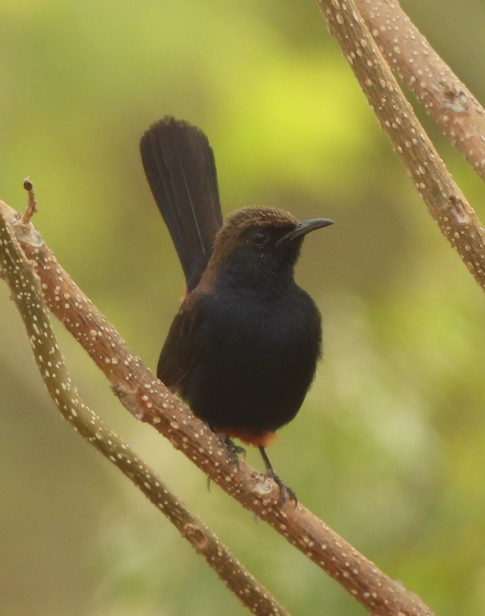 Indian Robin - ML620825621