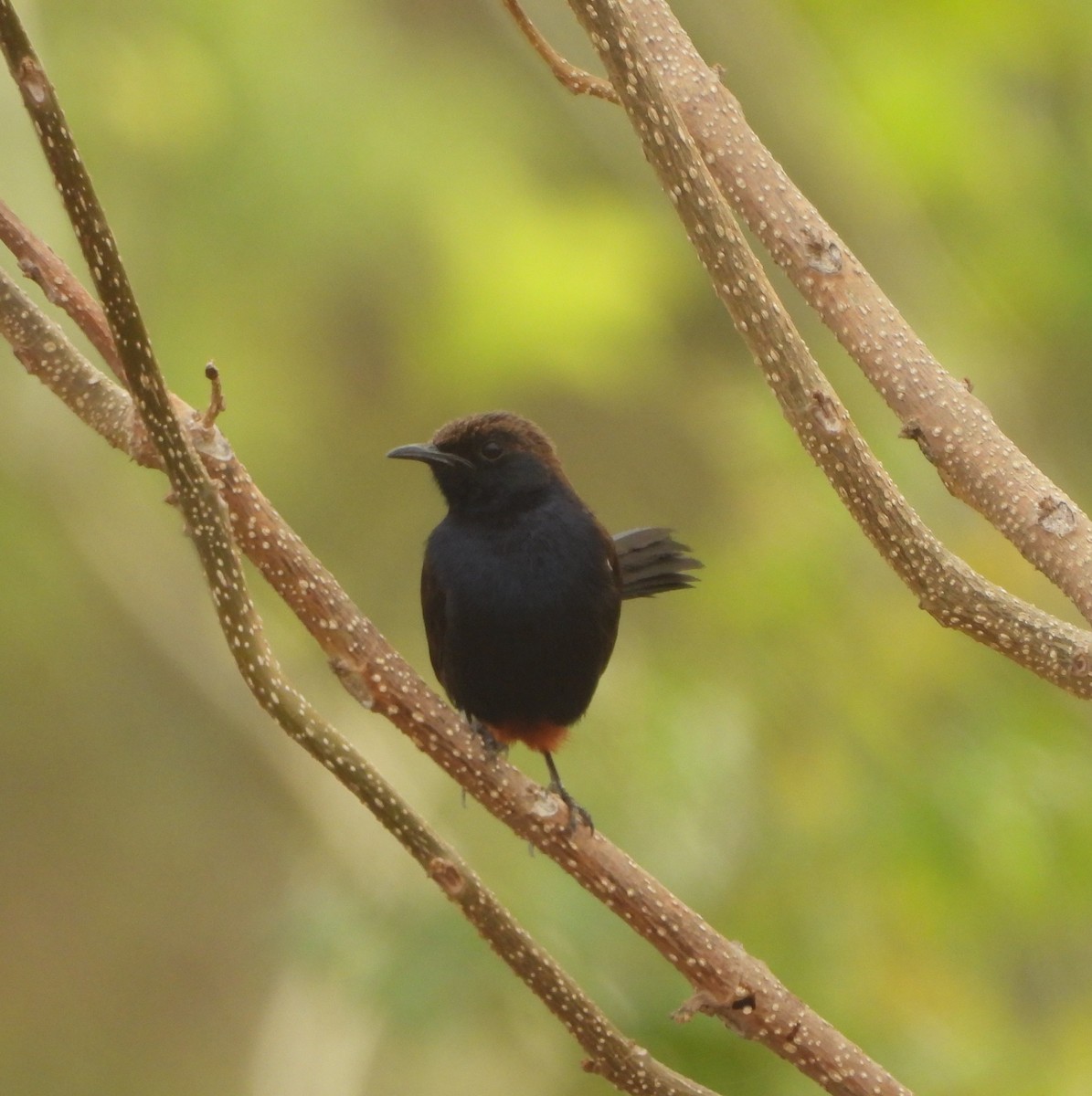 Indian Robin - ML620825622