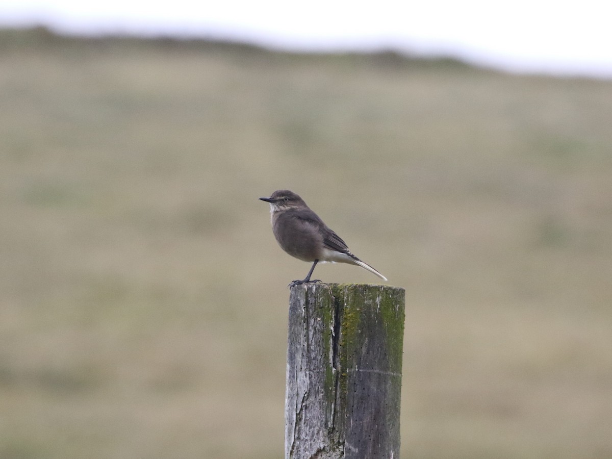 Black-billed Shrike-Tyrant - ML620825623