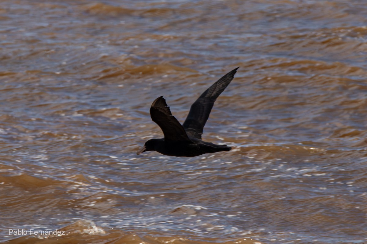 Southern Giant-Petrel - ML620825624