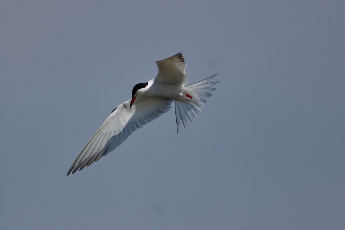 Common Tern - Jeffrey Leguit