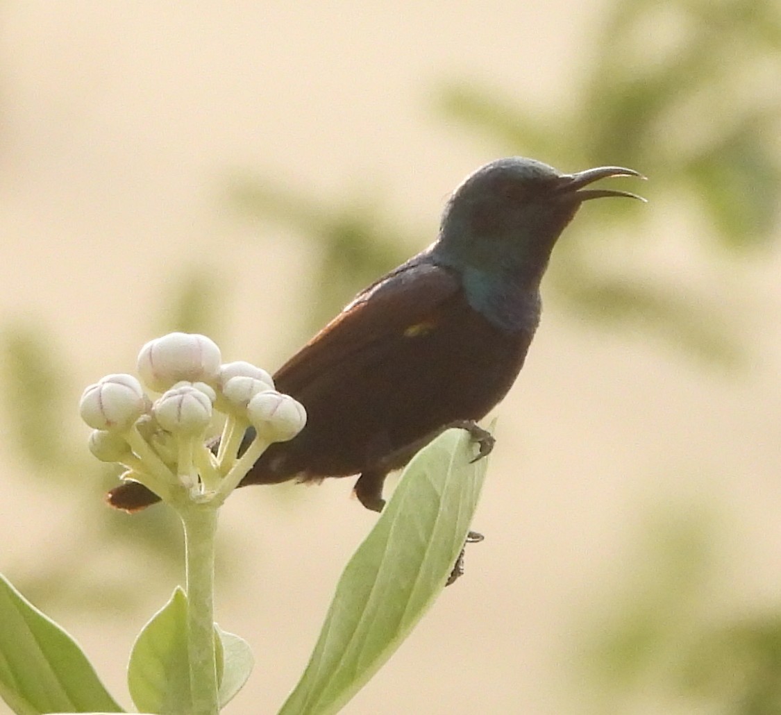 Purple Sunbird - ML620825629