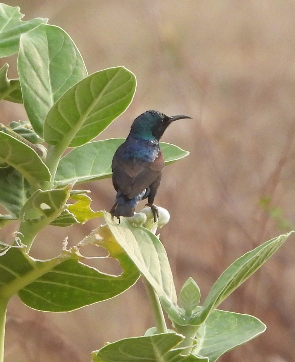 Purple Sunbird - ML620825630