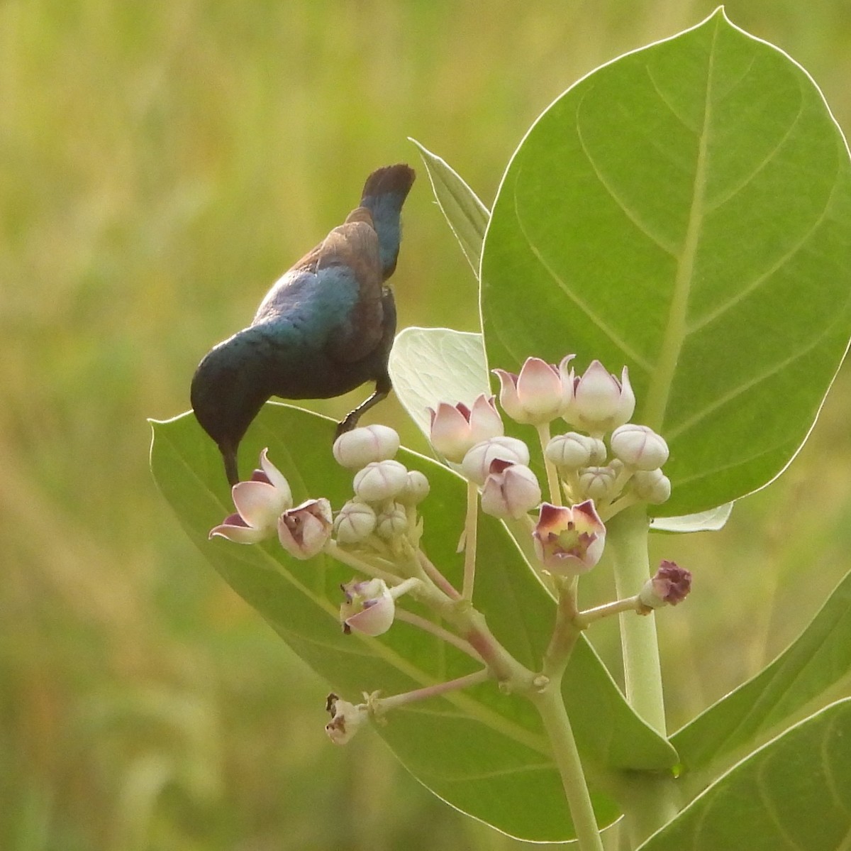 Purple Sunbird - Prof Chandan Singh Dalawat