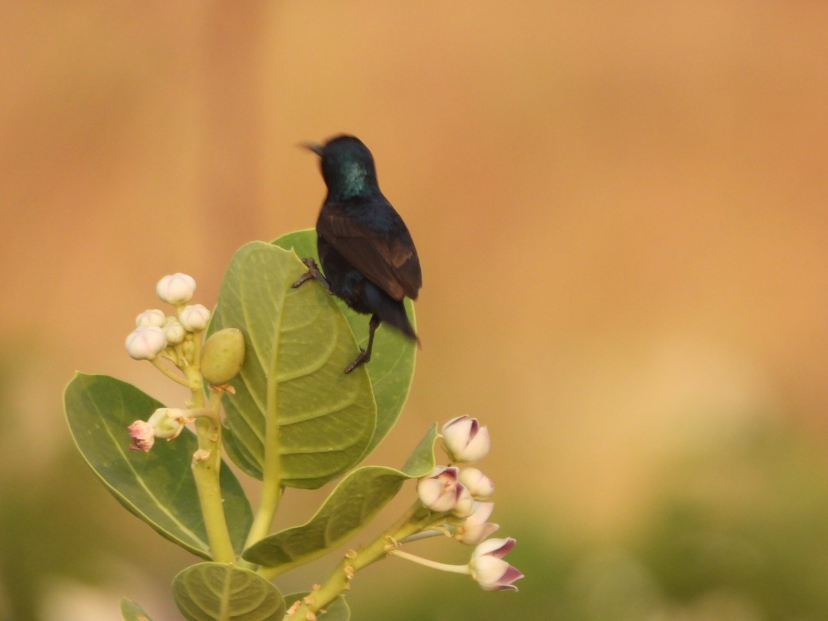 Purple Sunbird - ML620825633