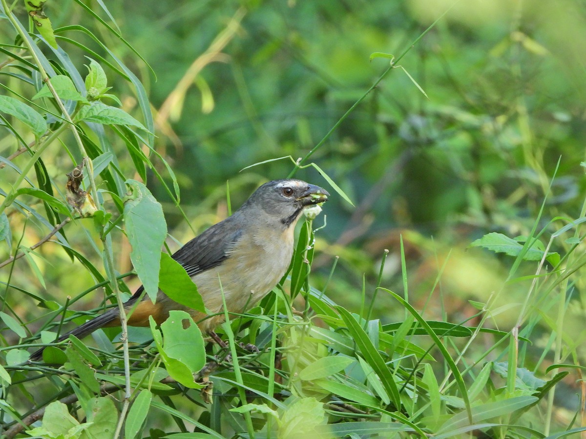 Bluish-gray Saltator - ML620825636