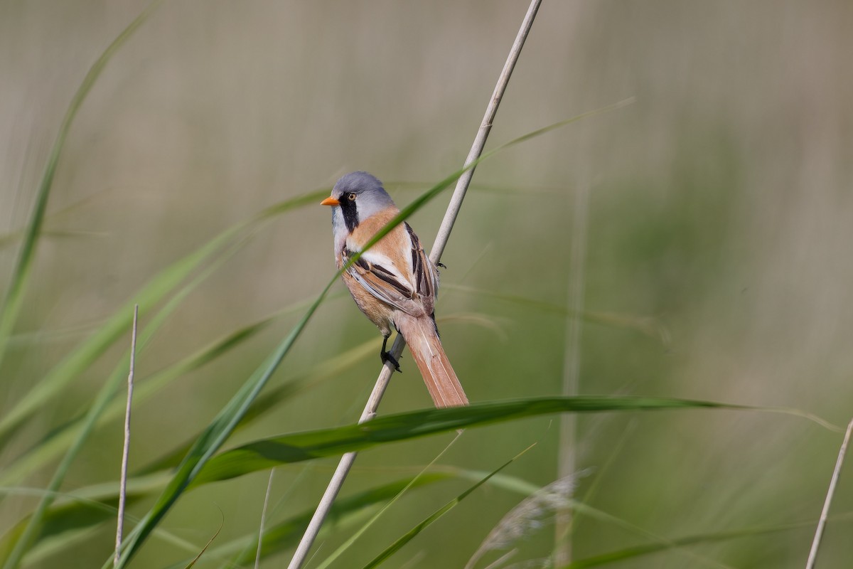 Bearded Reedling - ML620825637