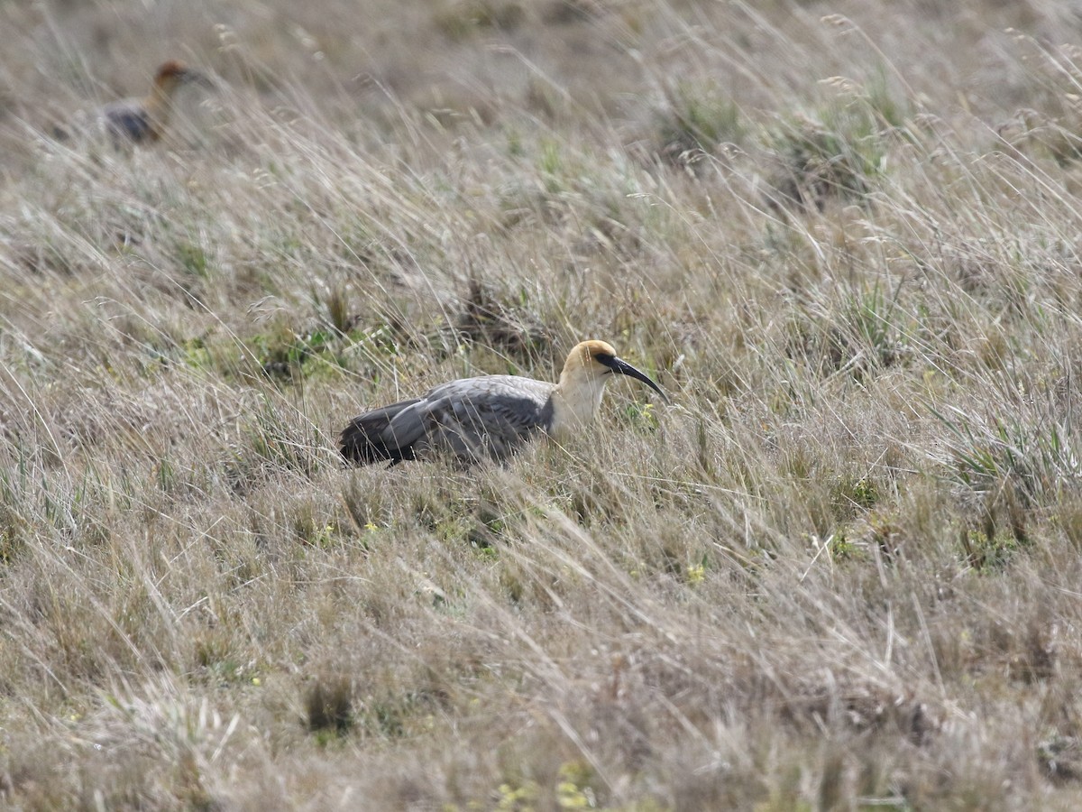 Andean Ibis - ML620825643