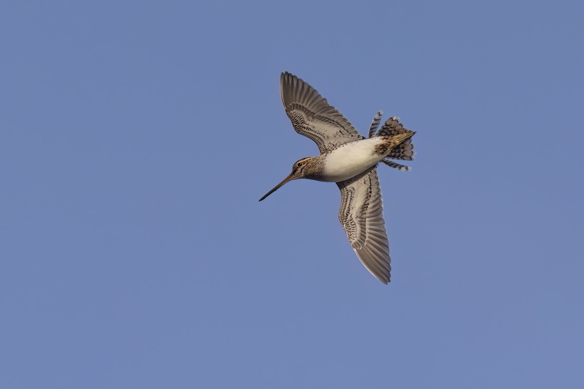 Common Snipe - ML620825647