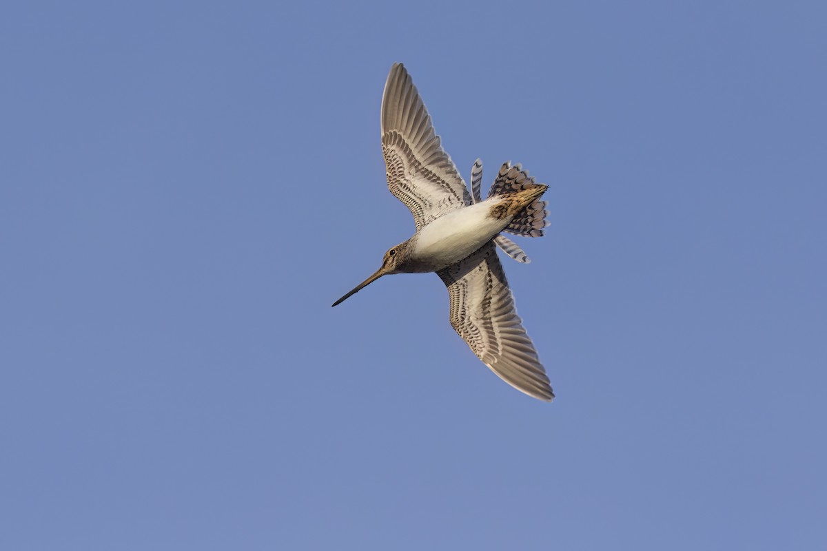 Common Snipe - ML620825648