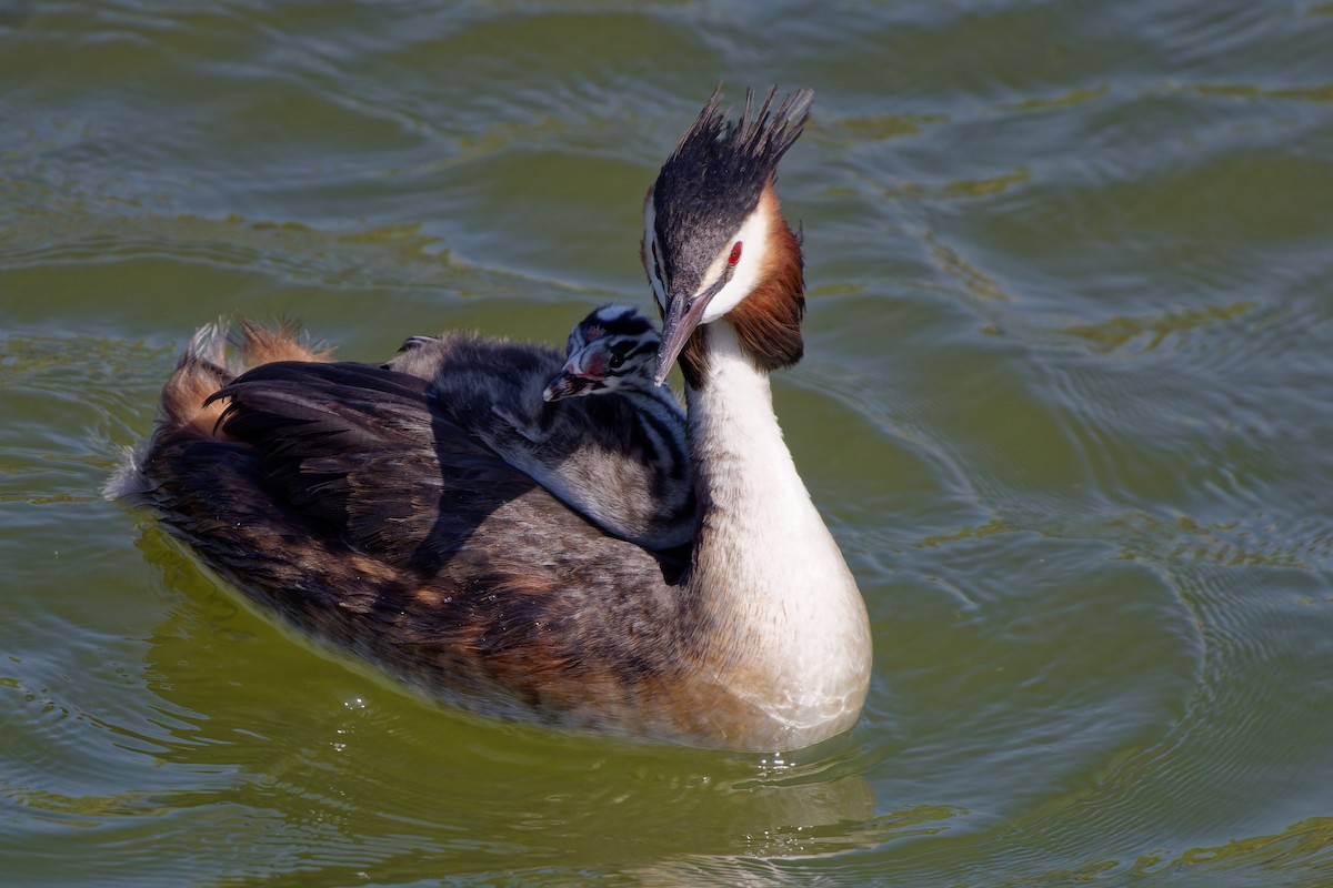 Great Crested Grebe - ML620825652