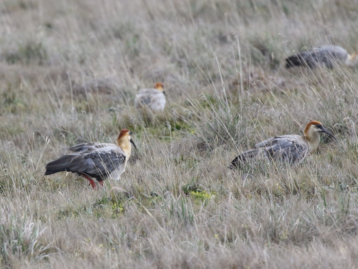 Andean Ibis - ML620825653