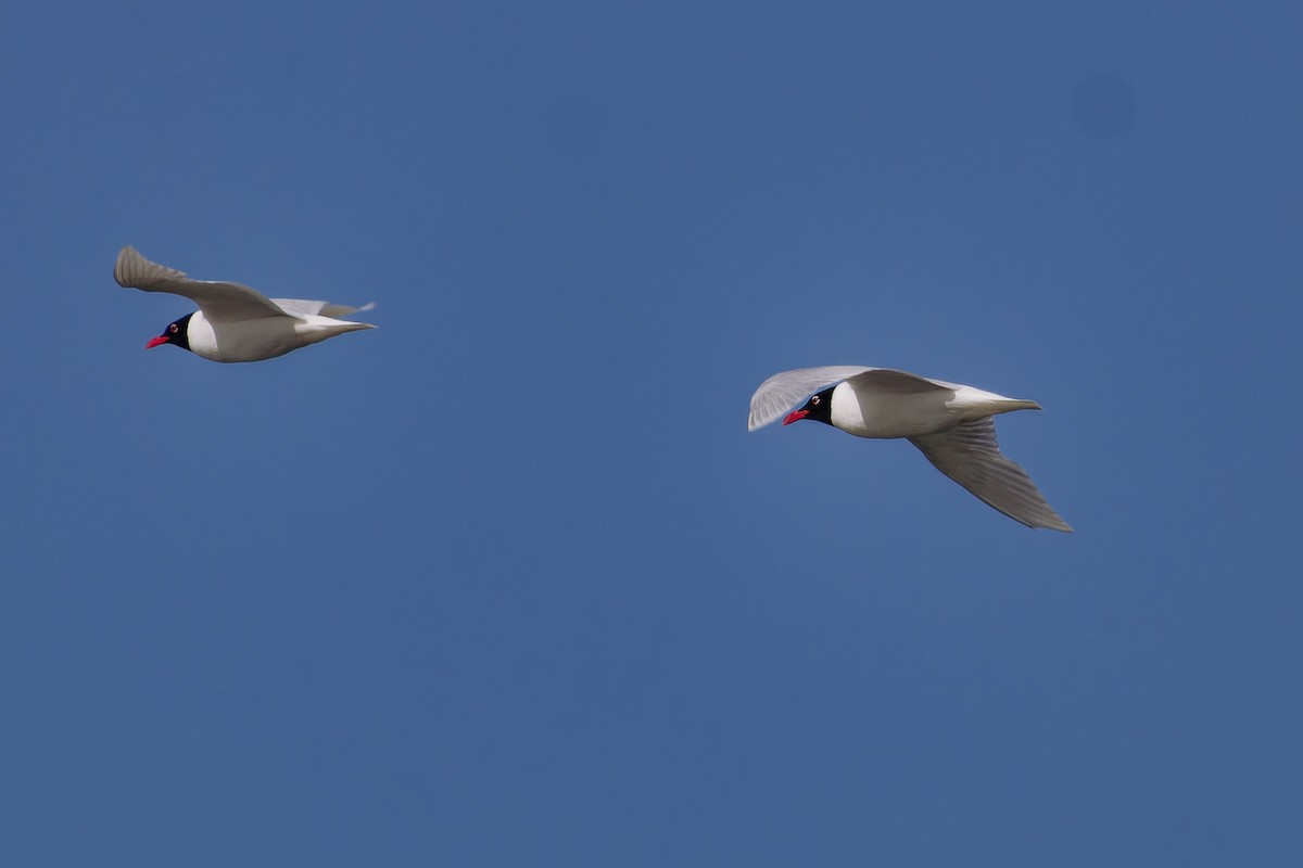 Mediterranean Gull - ML620825654