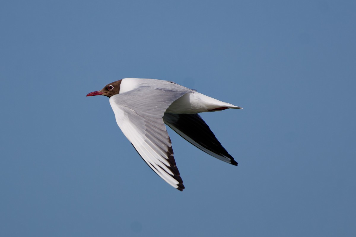 Black-headed Gull - ML620825655