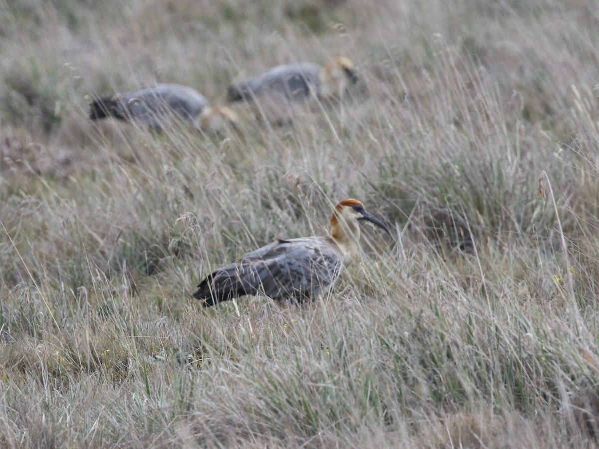 Andean Ibis - ML620825656