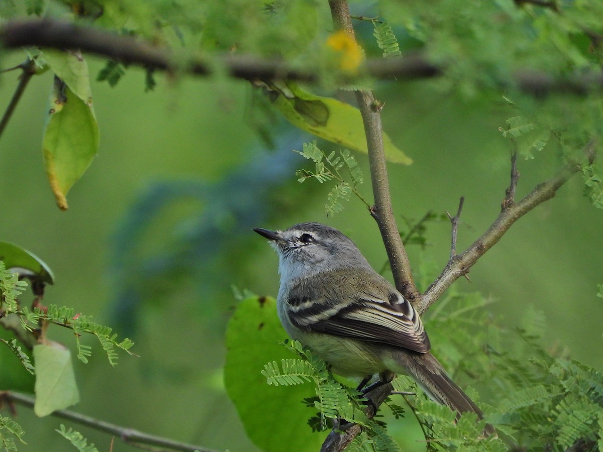 White-crested Tyrannulet - ML620825657