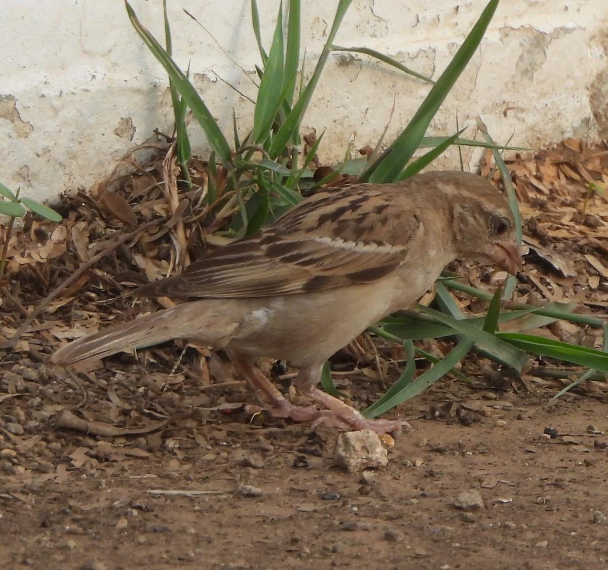 House Sparrow - ML620825658