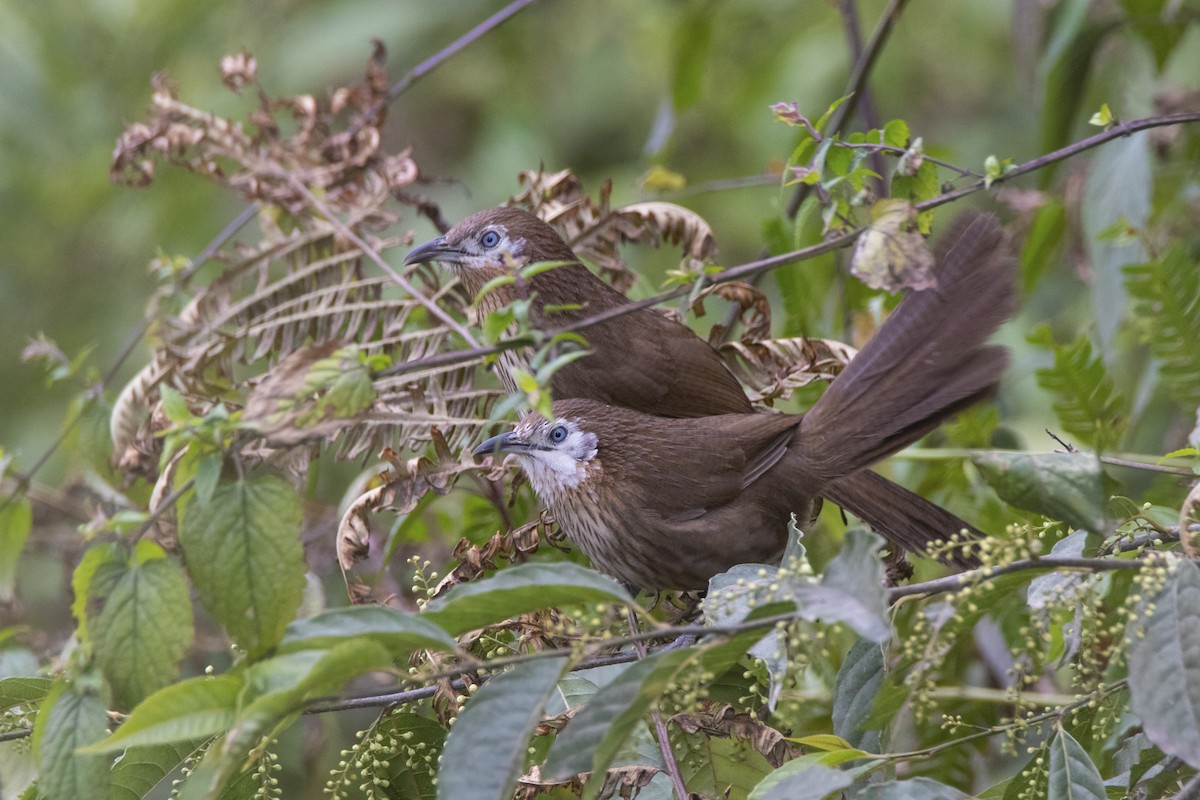 Spiny Babbler - ML620825659