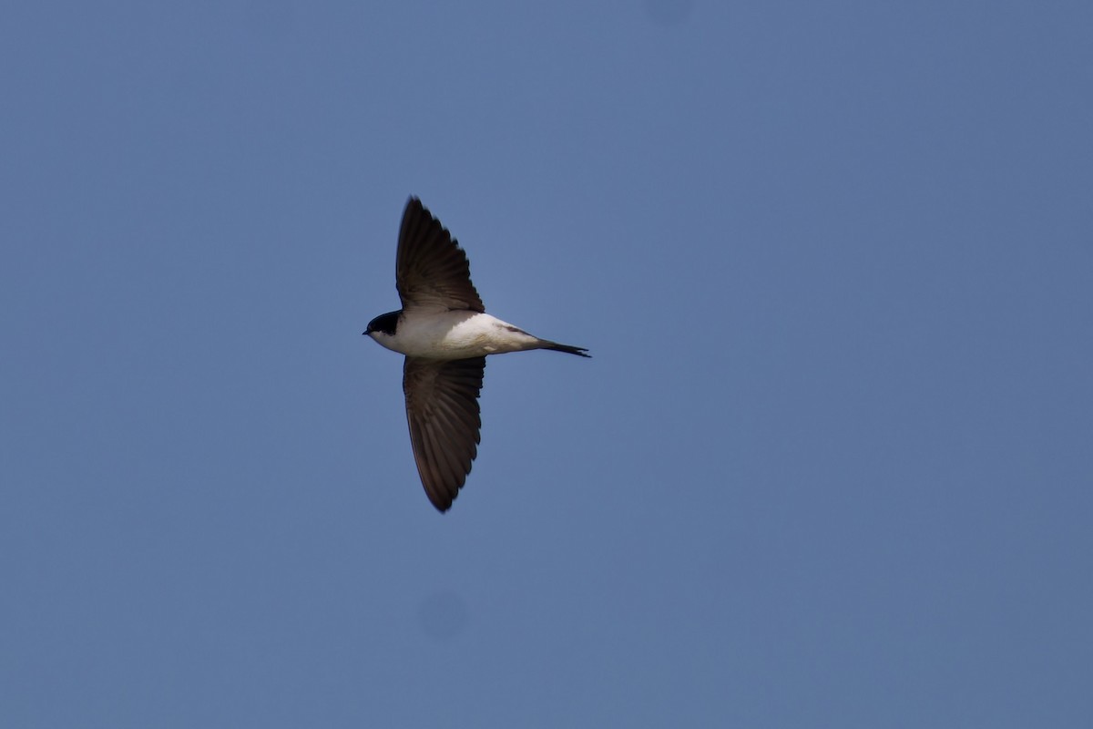 Western House-Martin - ML620825661