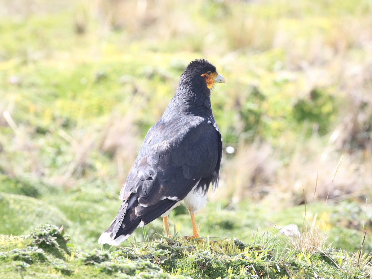 Caracara caronculé - ML620825662