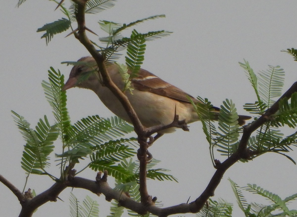 Yellow-throated Sparrow - ML620825663