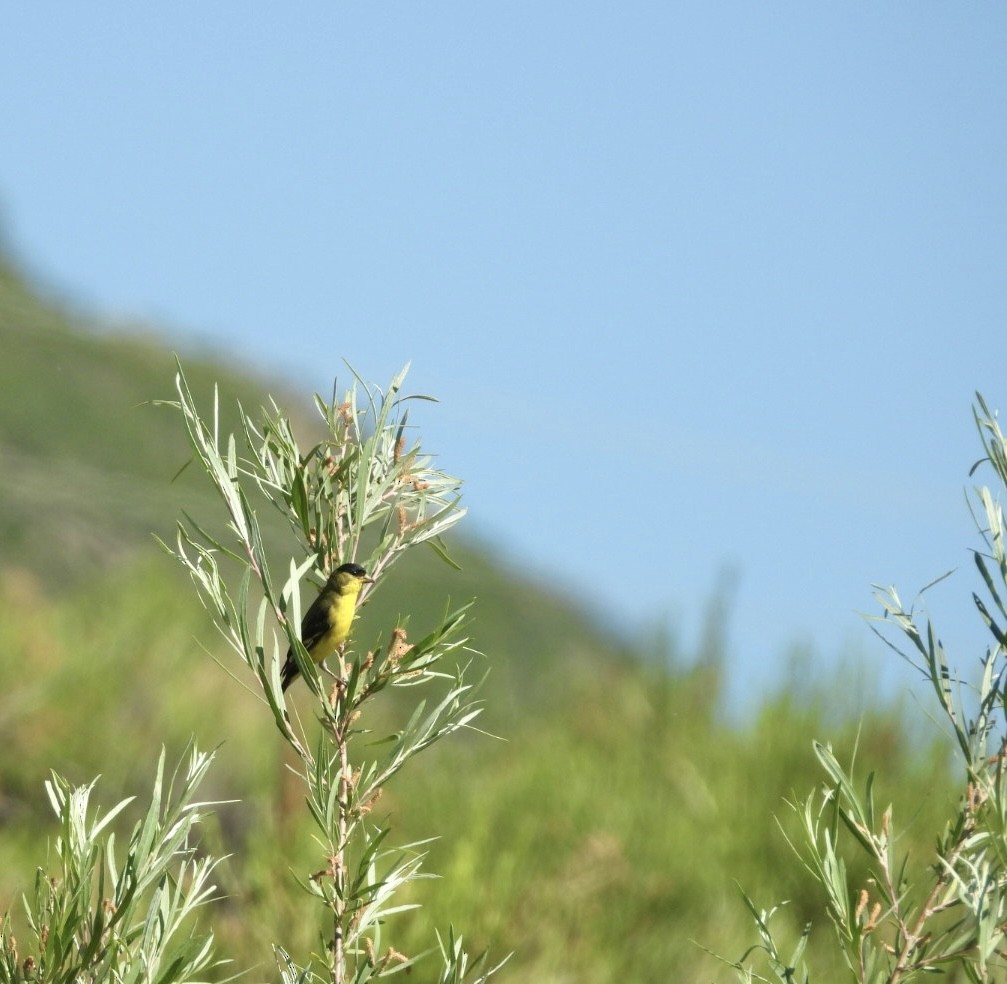 Lesser Goldfinch - ML620825664