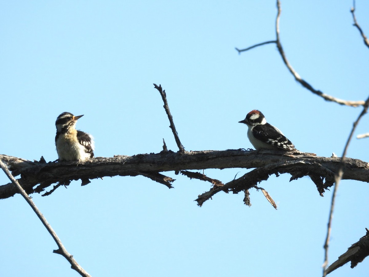 Downy Woodpecker - ML620825665