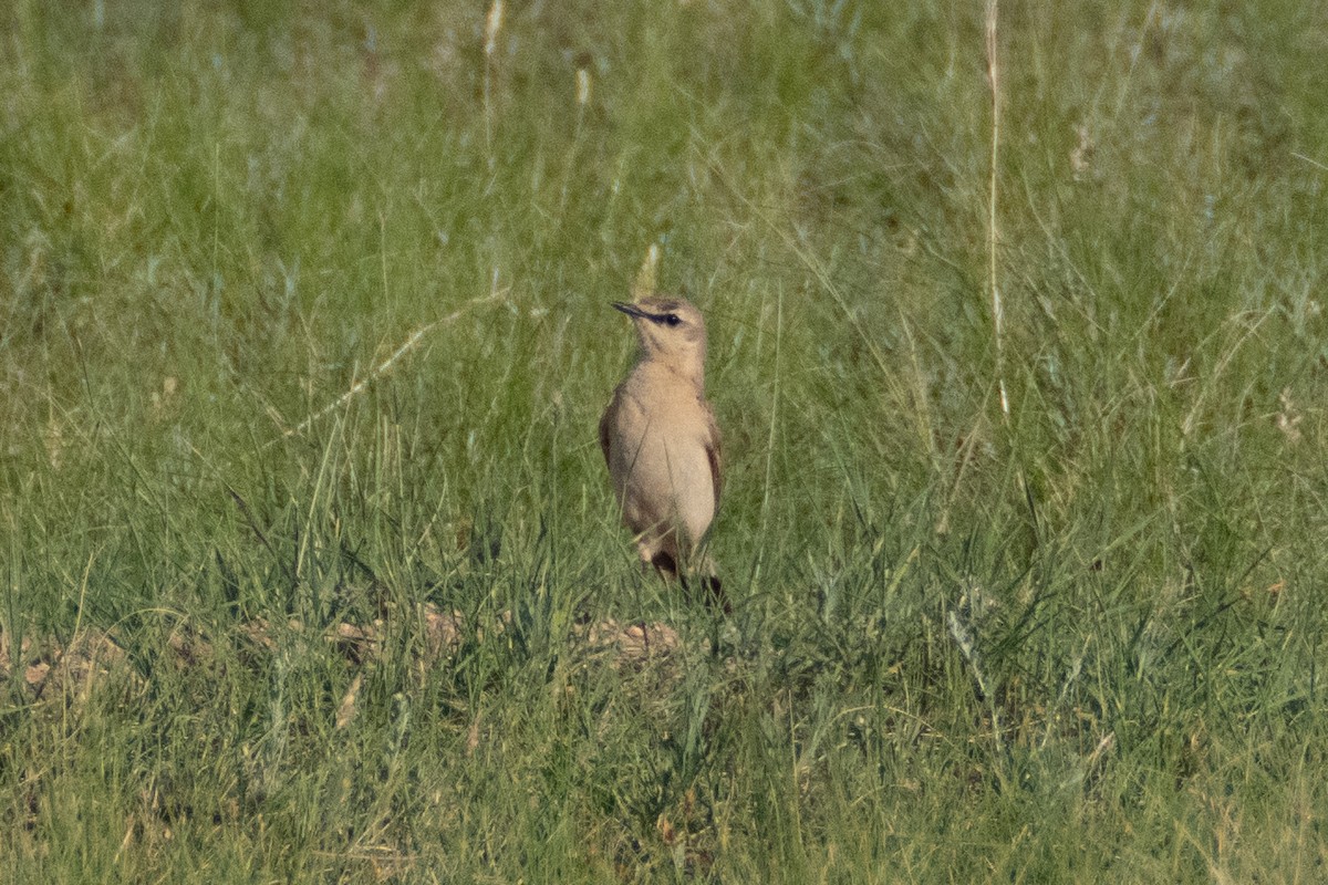 Isabelline Wheatear - ML620825667