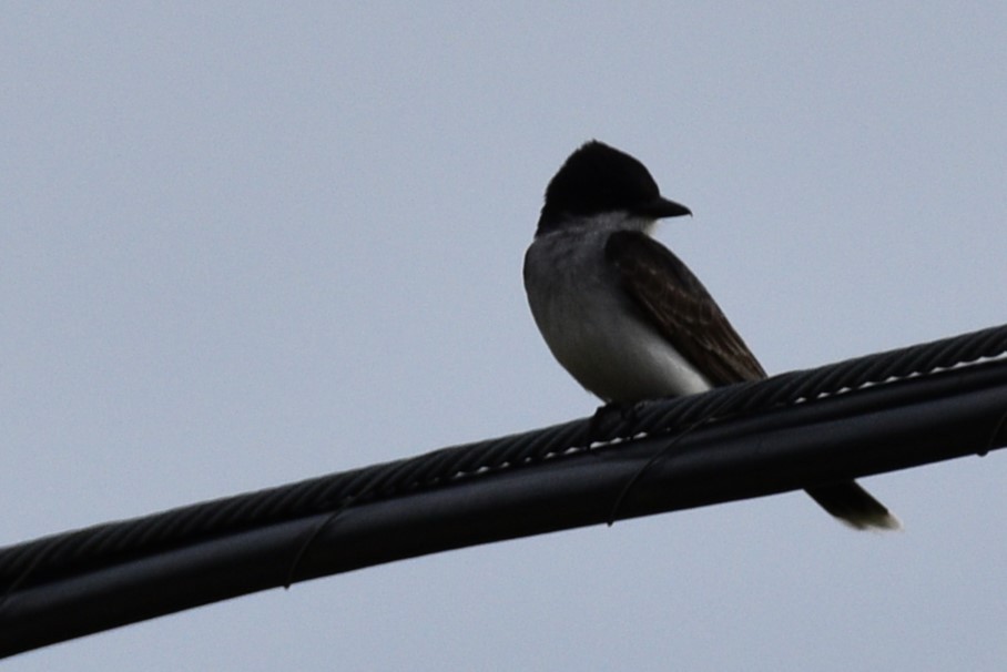 Eastern Kingbird - ML620825668