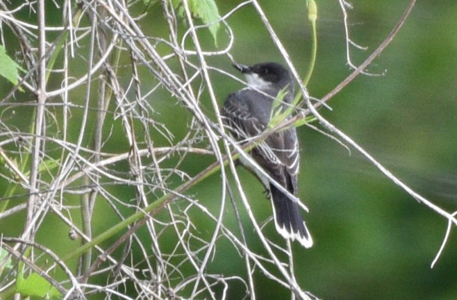 Eastern Kingbird - ML620825669