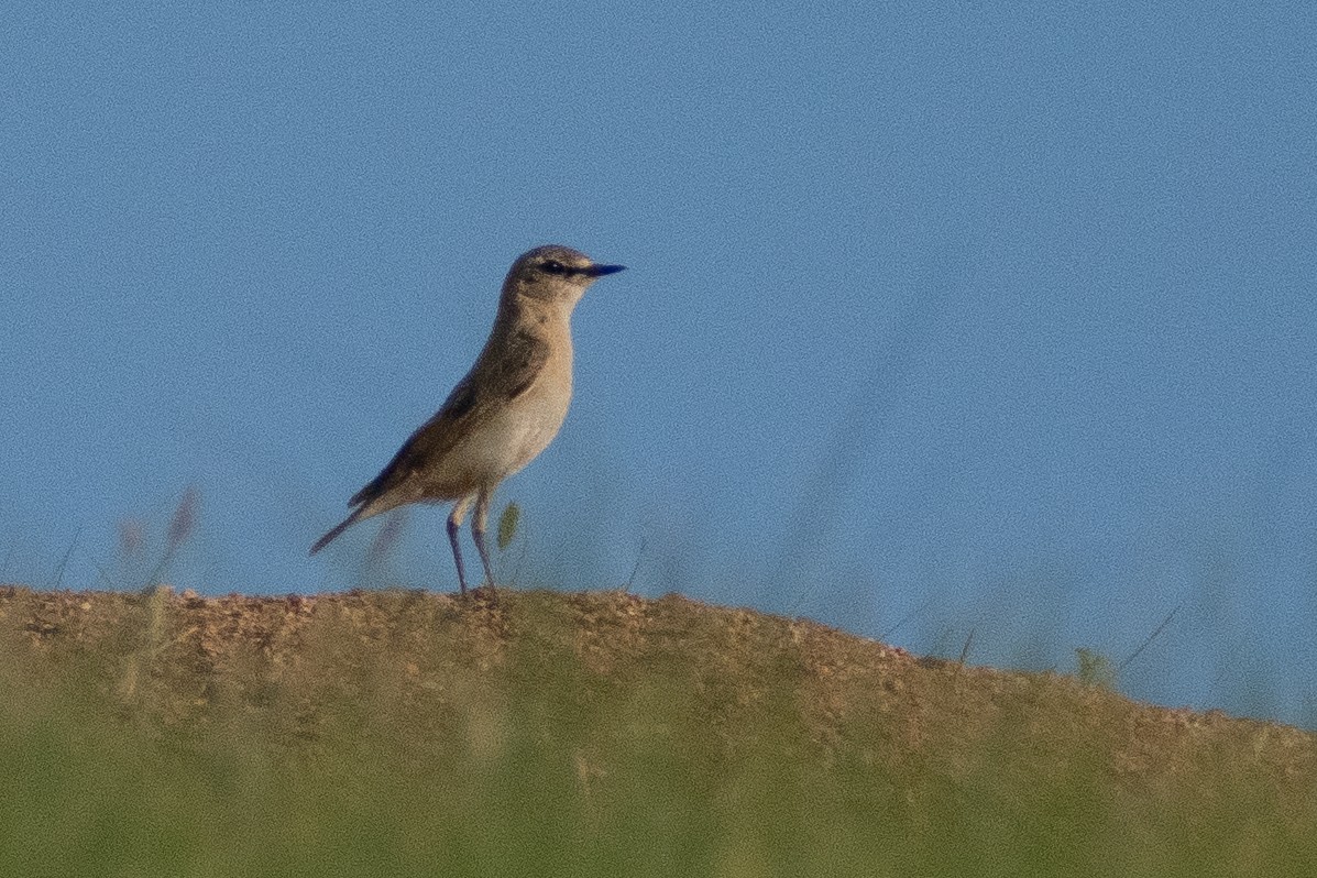 Isabelline Wheatear - ML620825670