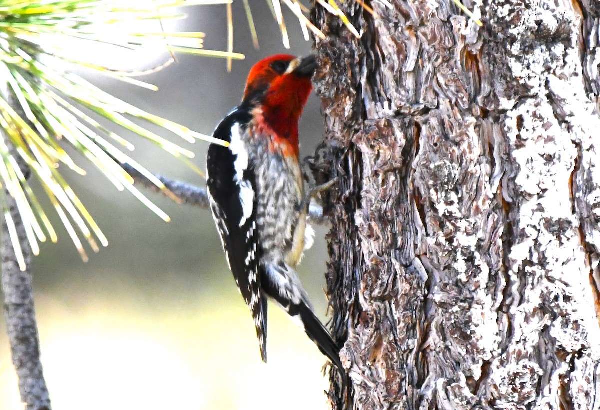 Red-breasted Sapsucker - ML620825675