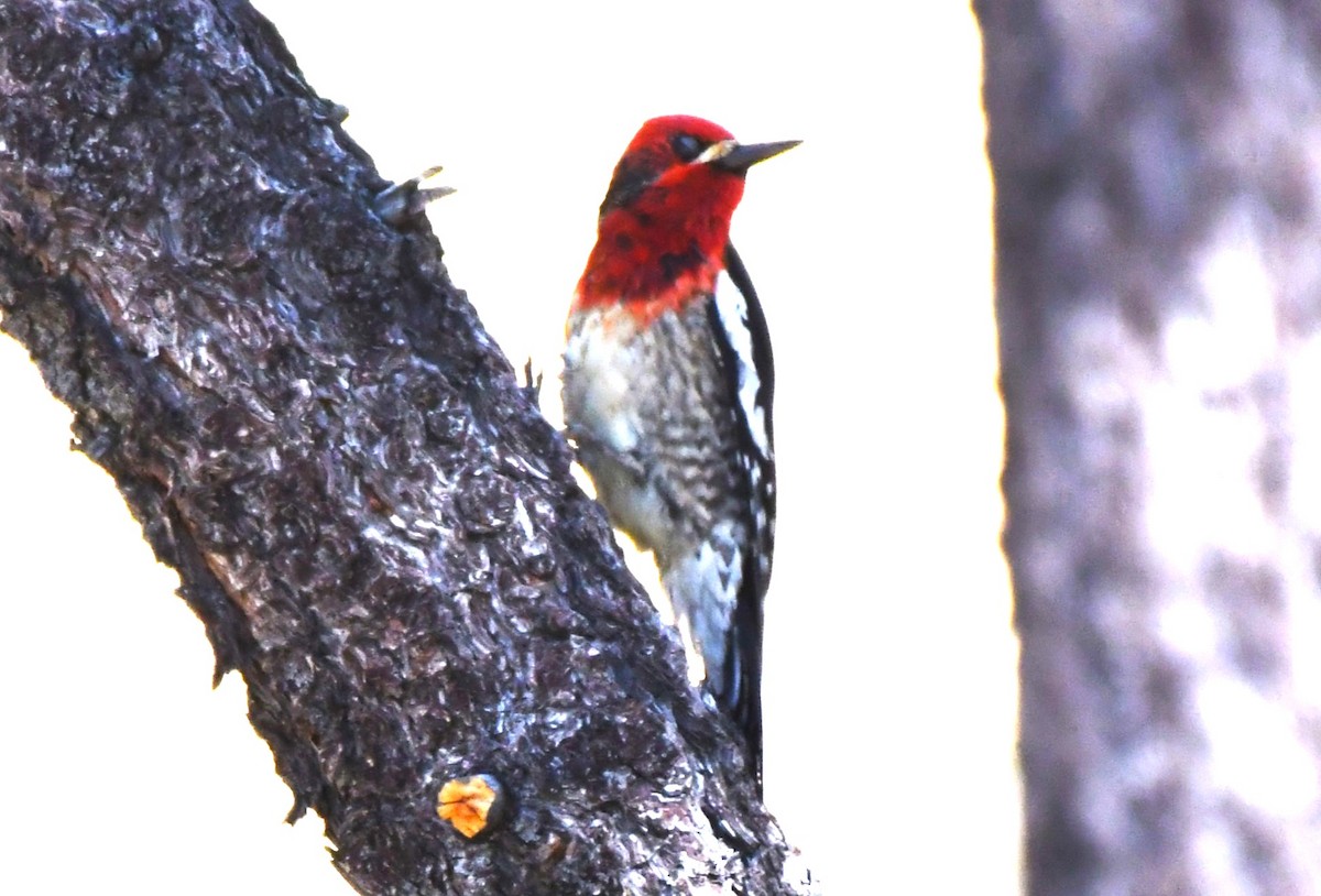 Red-breasted Sapsucker - ML620825676