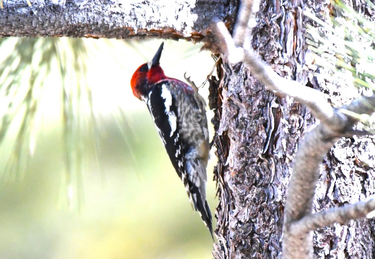 Red-breasted Sapsucker - ML620825677