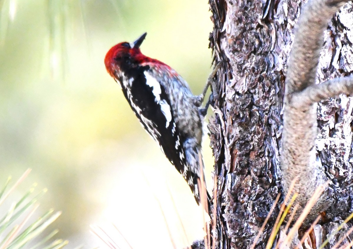 Red-breasted Sapsucker - ML620825678