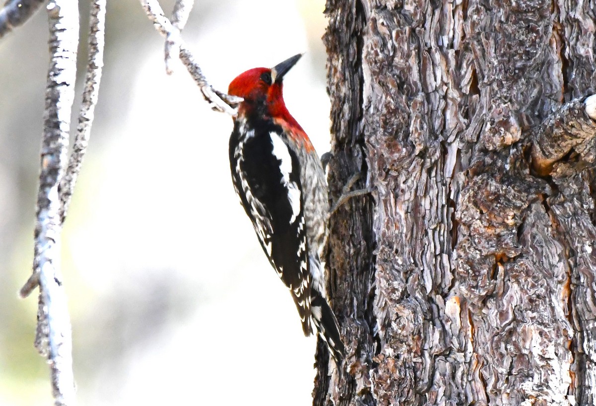 Red-breasted Sapsucker - ML620825680