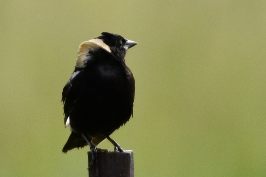 bobolink americký - ML620825683