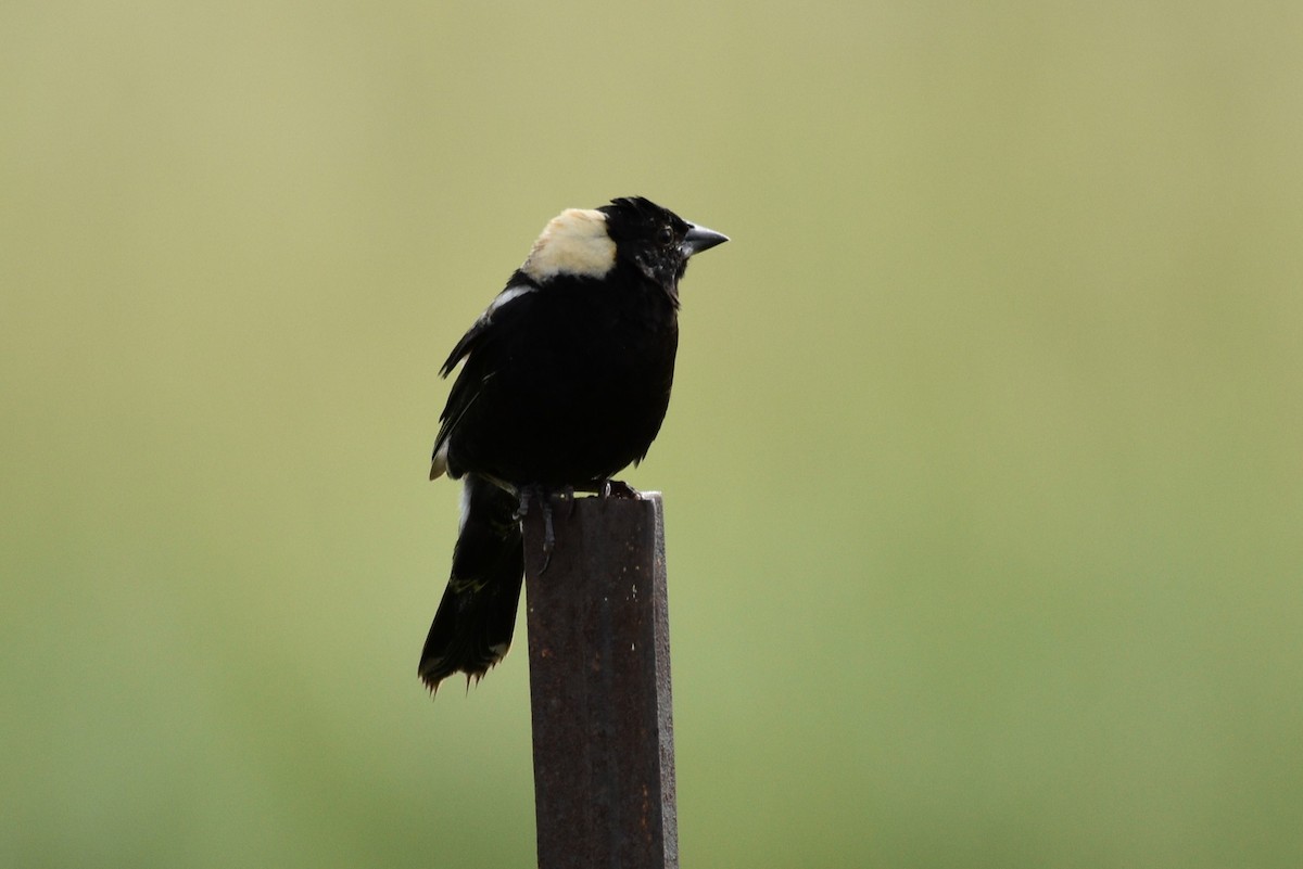 bobolink americký - ML620825684