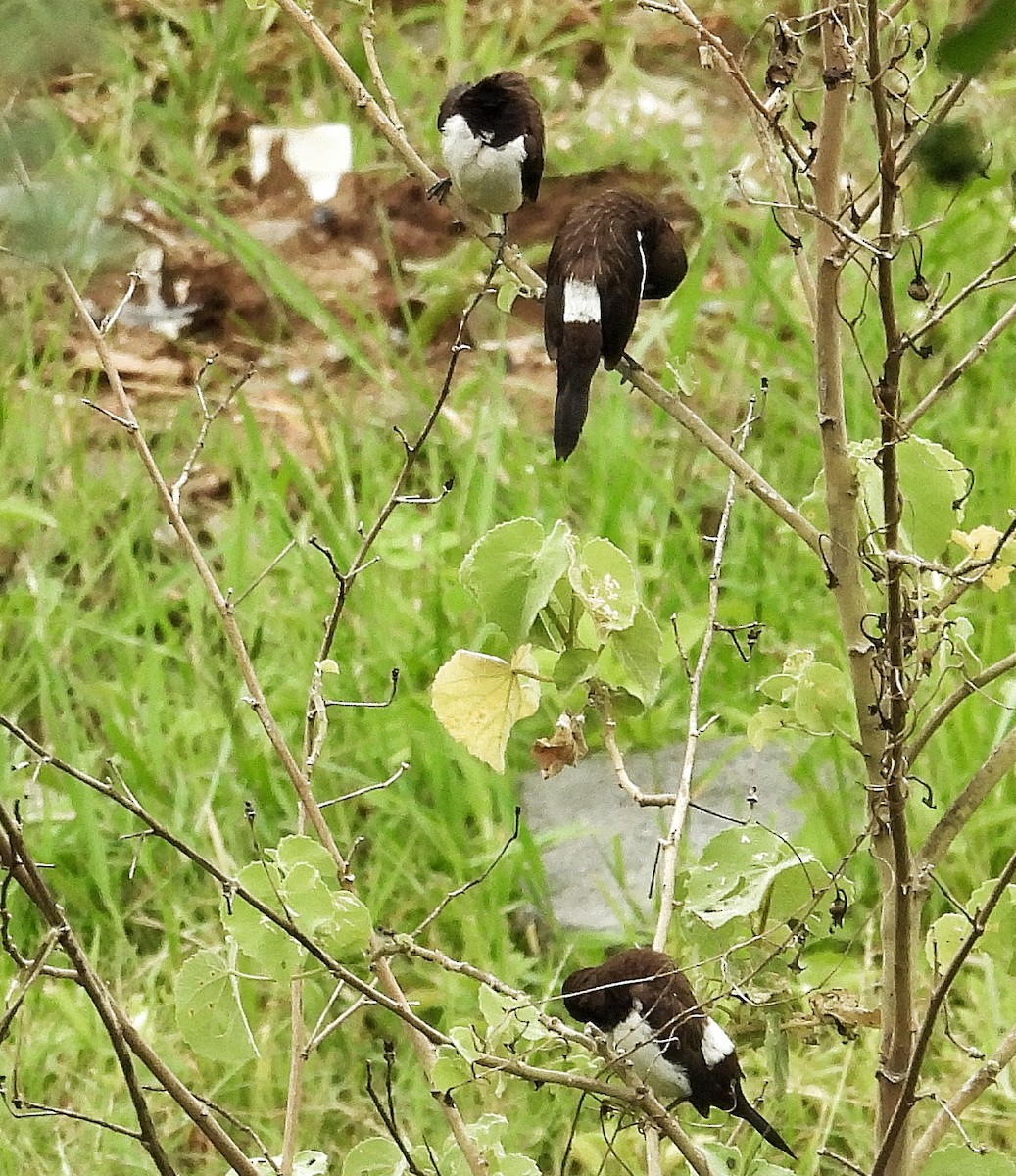 White-rumped Munia - ML620825685