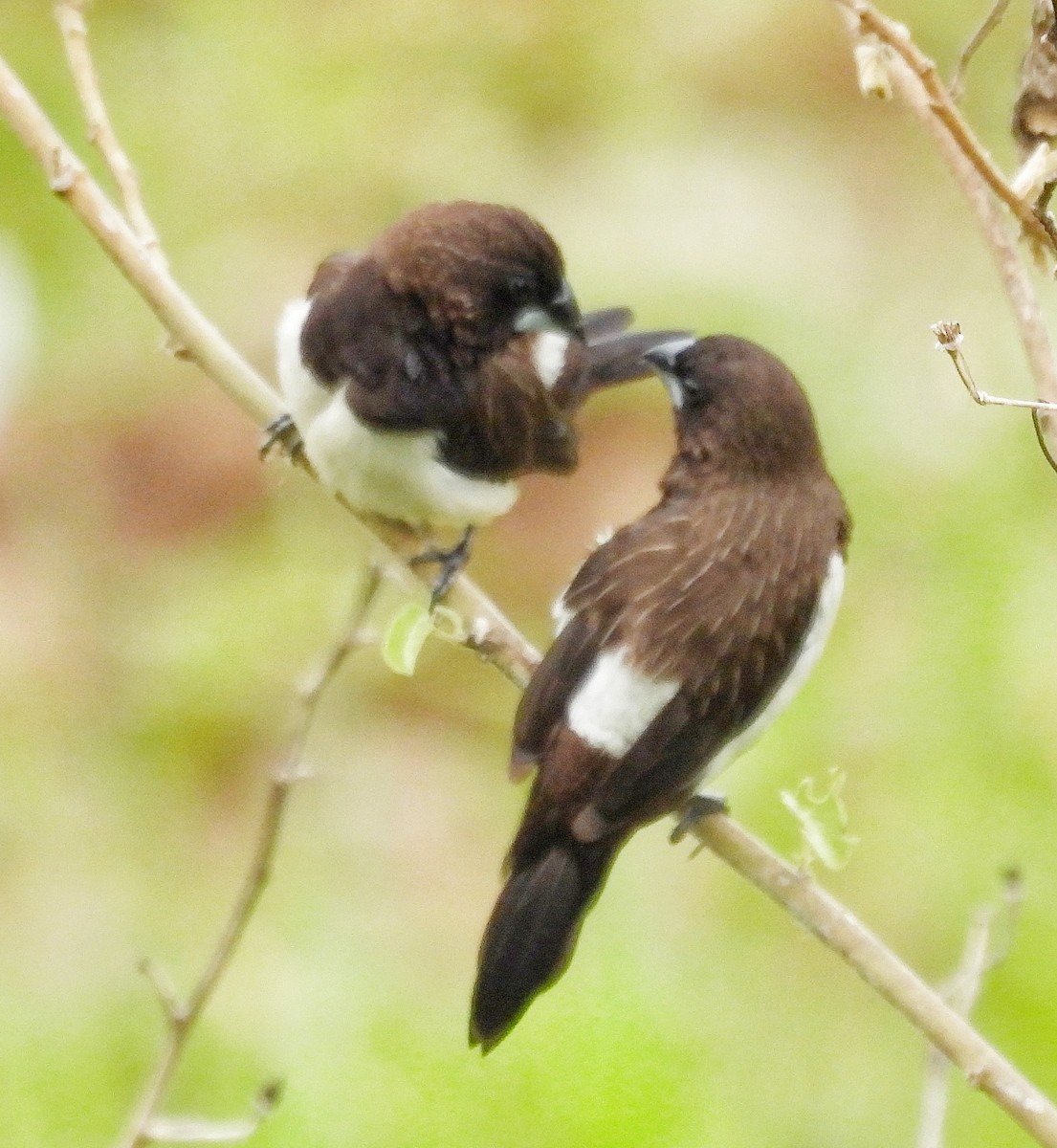 White-rumped Munia - ML620825687