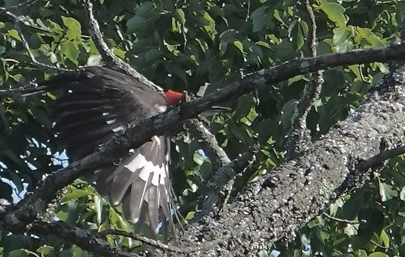 Pileated Woodpecker - ML620825711