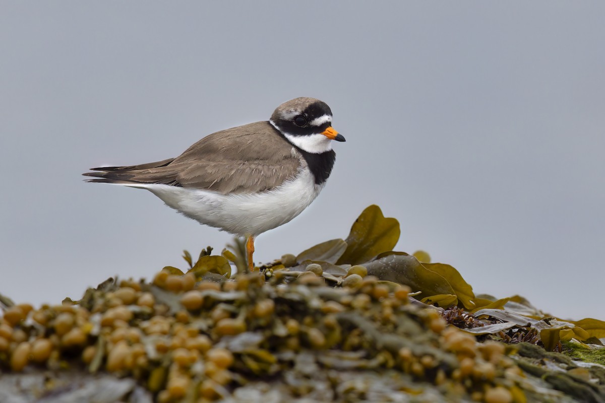 Common Ringed Plover - ML620825719