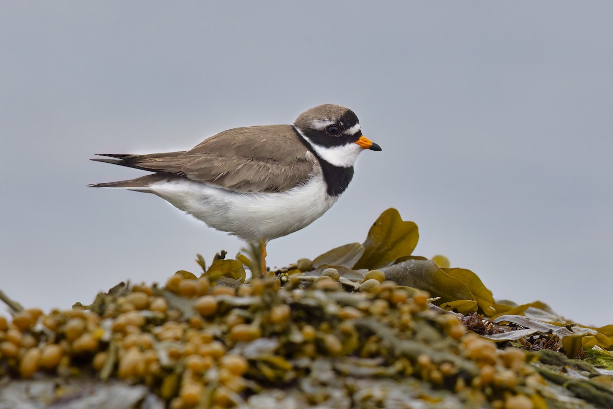 Common Ringed Plover - ML620825720